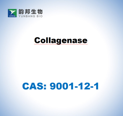 CAS 9001-12-1 Clostridium histolyticum のコラーゲナース型I