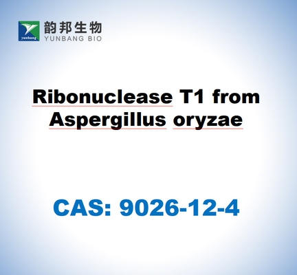 CAS 9026-12-4 Aspergillus oryzaeから採取されたリボヌクレアースT1