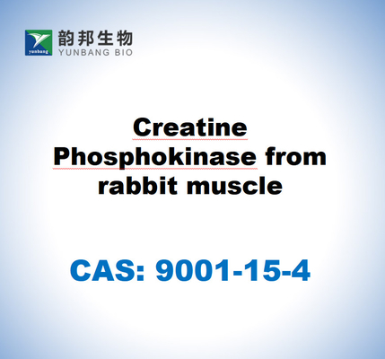 CAS 9001-15-4 ウサギの筋肉からのクレアチン・フォスフォキナーゼ