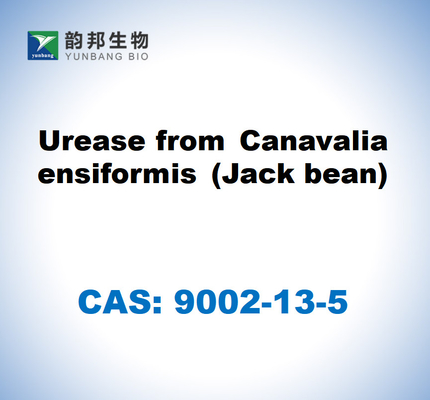 CAS 9002-13-5 Canavalia ensiformis (ジャック豆) の尿酸