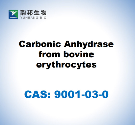 CAS 9001-03-0 牛の赤血球からの炭酸アンヒドラース