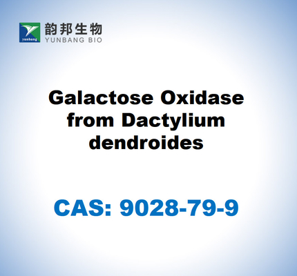 CAS 9028-79-9 ダクトリウム・デンドロイドからのガラクトース酸化酶